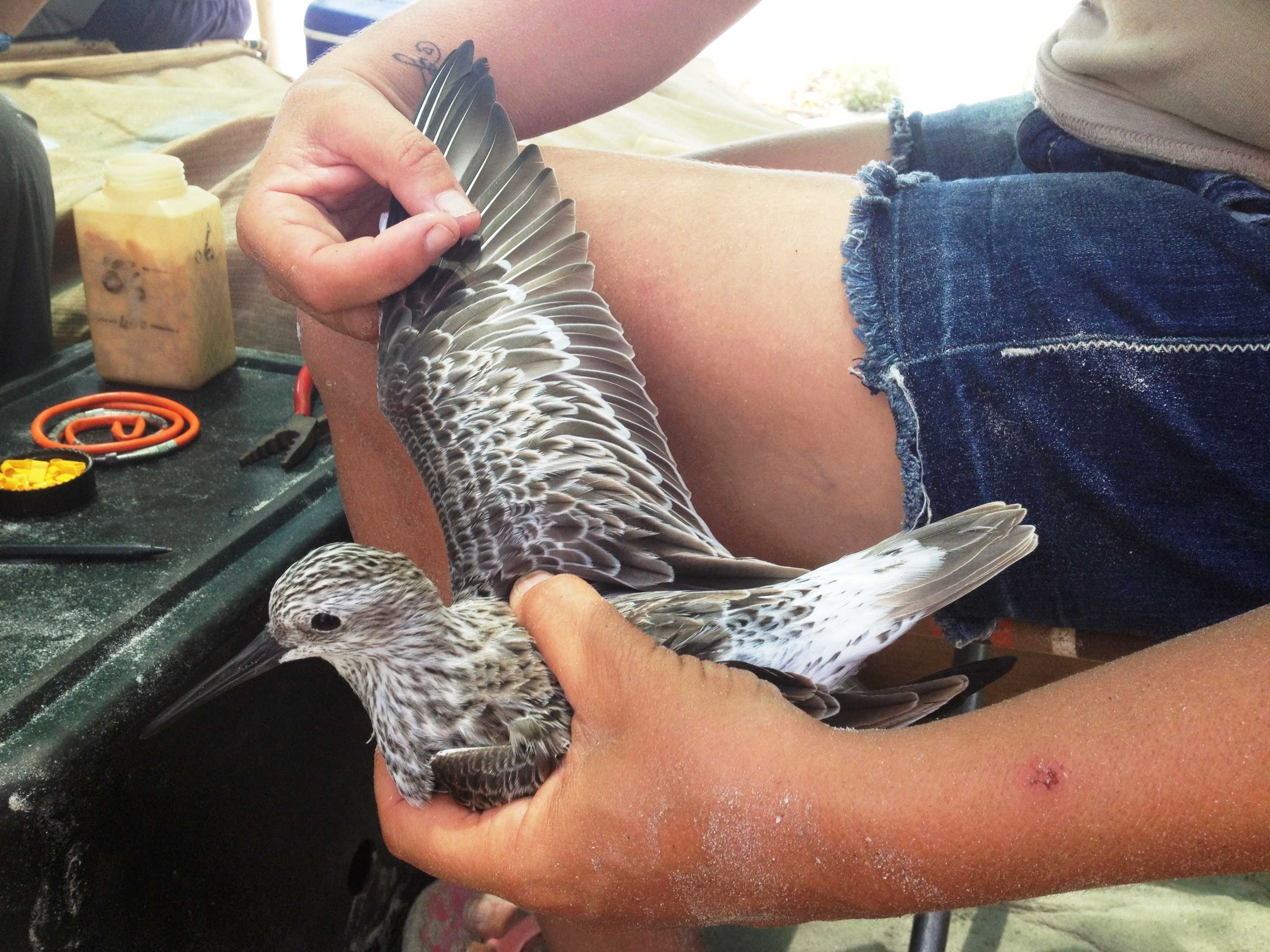 Best of Rural Reporter - ABC listen