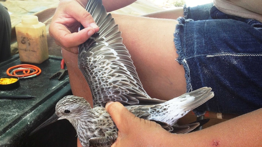 A black and white wing is held stretched out.