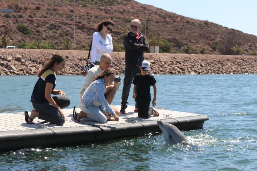 Family on pontoon with dolphin in water looking up at them