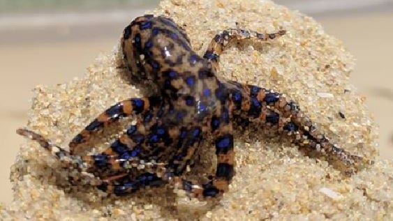 A blue-ringed octopus crawls on the sand with the sea in the background.