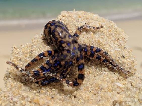 A blue-ringed octopus crawls on the sand with the sea in the background.