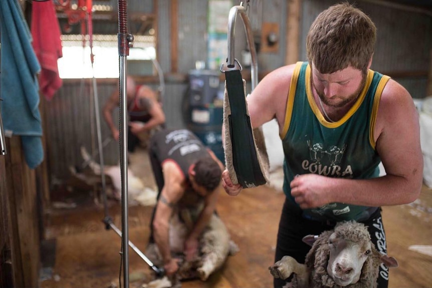 Shearing with one arm resting in a sling, to take some of the weight and pressure off the shearers backs.