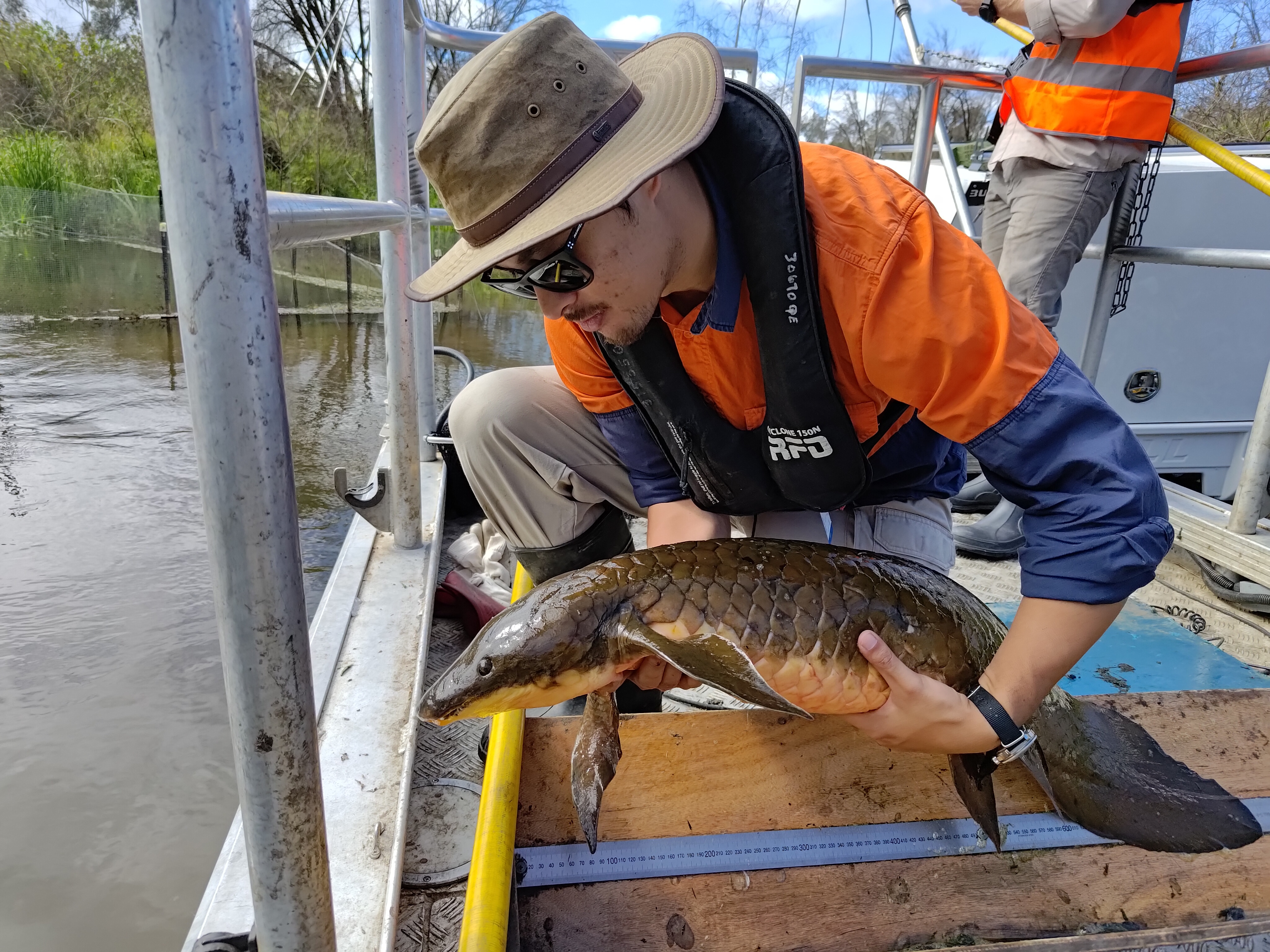 Un hombre con sombrero y camisa azul anaranjado sostiene un pez pulmonado a punto de ser liberado desde un bote bajo.