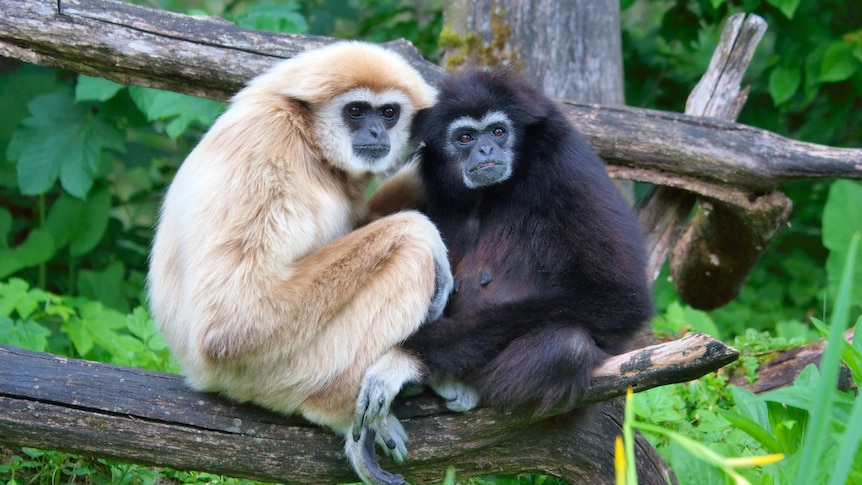 An image of two white-handed gibbons perched in a tree