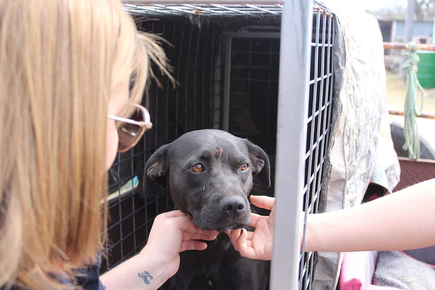 Two people patting a black dog inside an open cage