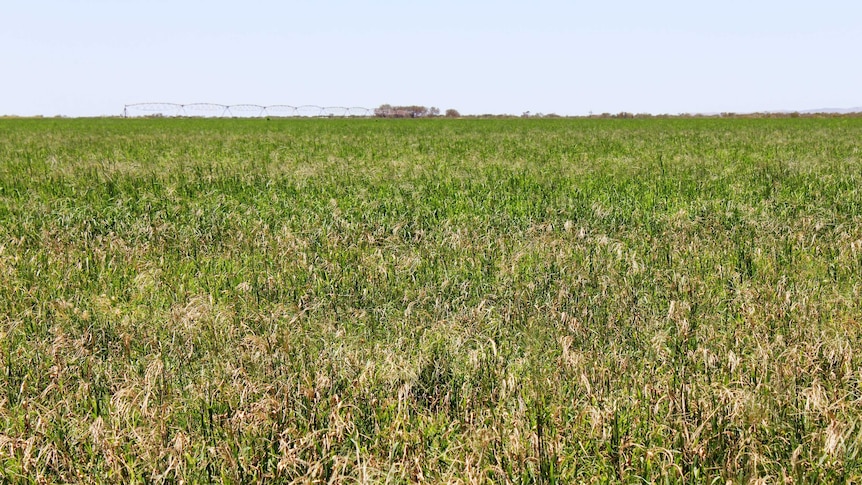 A shot of grass over a large area. A centre pivot irrigation system can be seen in the distance