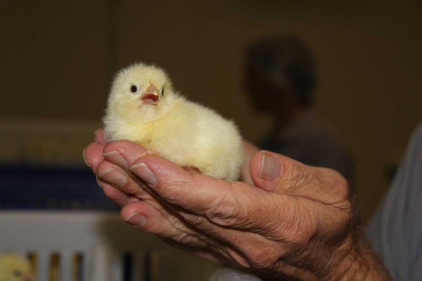A cute small yellow fluffy chick being held by a pair of hands.