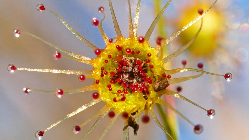 tentacled flower