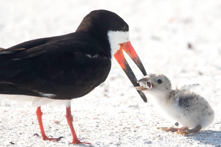 A black adult skimmer birds holds a cigarette butt in its beak to share with its chick