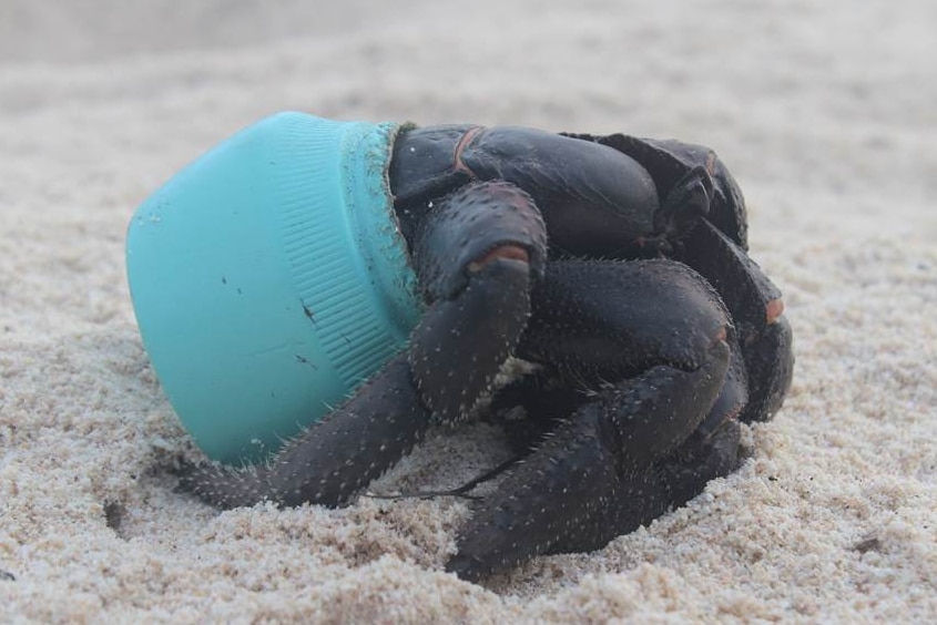 A crab inside a blue plastic cup