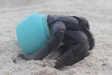 A crab inside a blue plastic cup