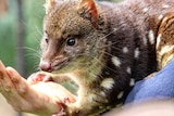 A spotted tail quoll
