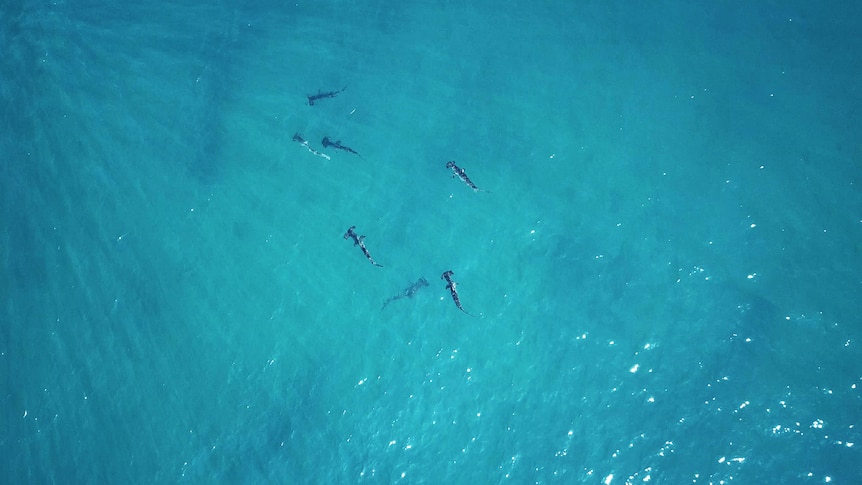A drone photo of group of hammerhead sharks