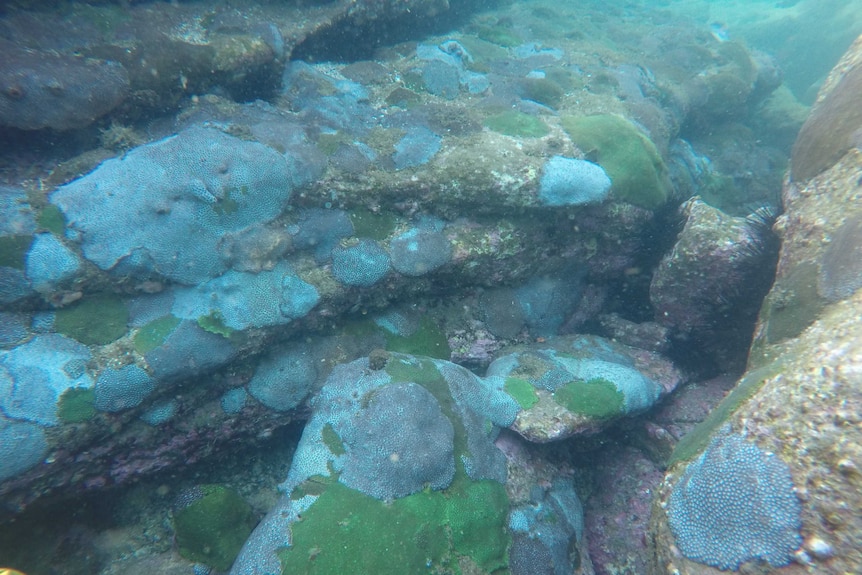 An underwater view of blue and green coral in Sydney Harbour.