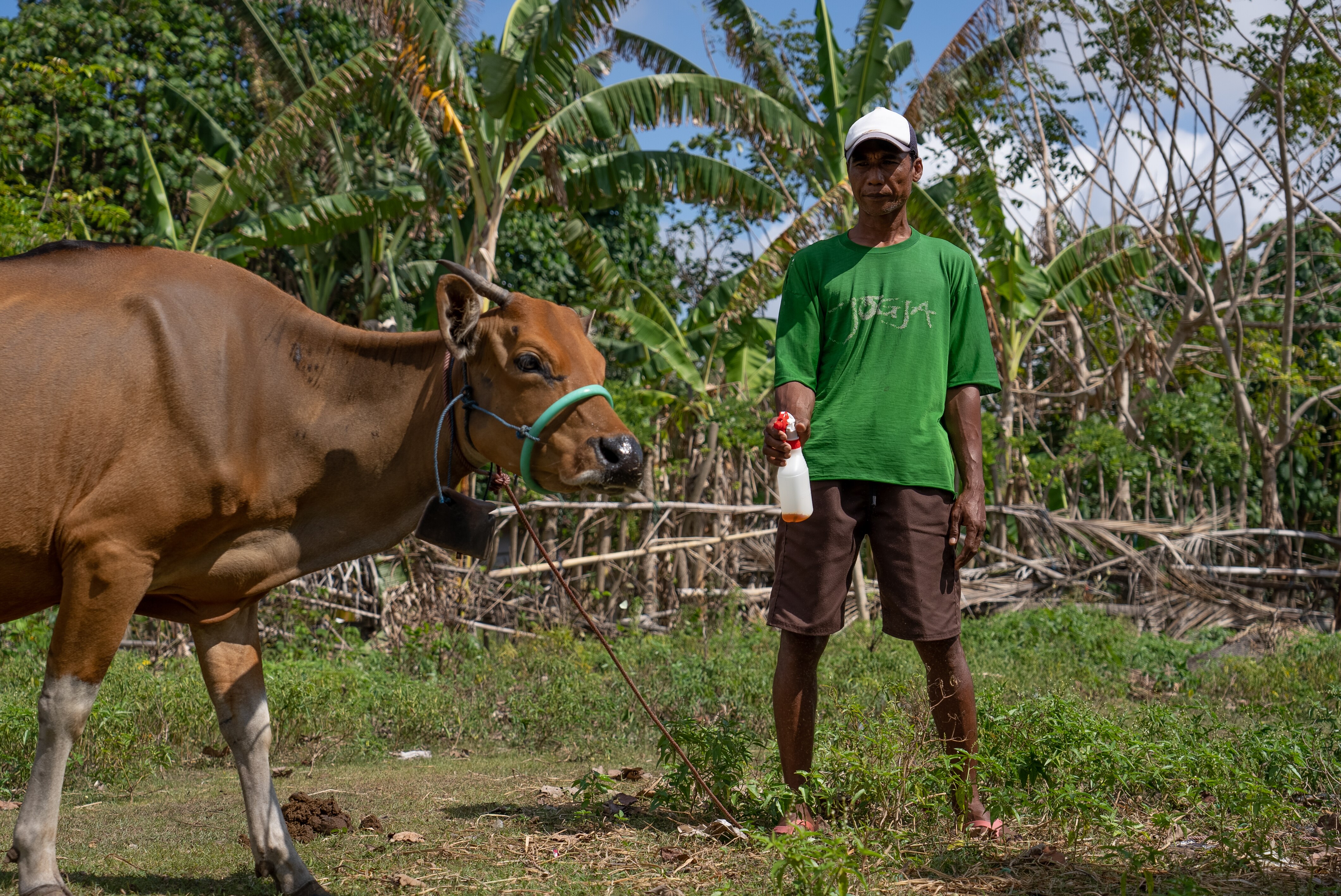 A man holds a spray bottle next to a cow 