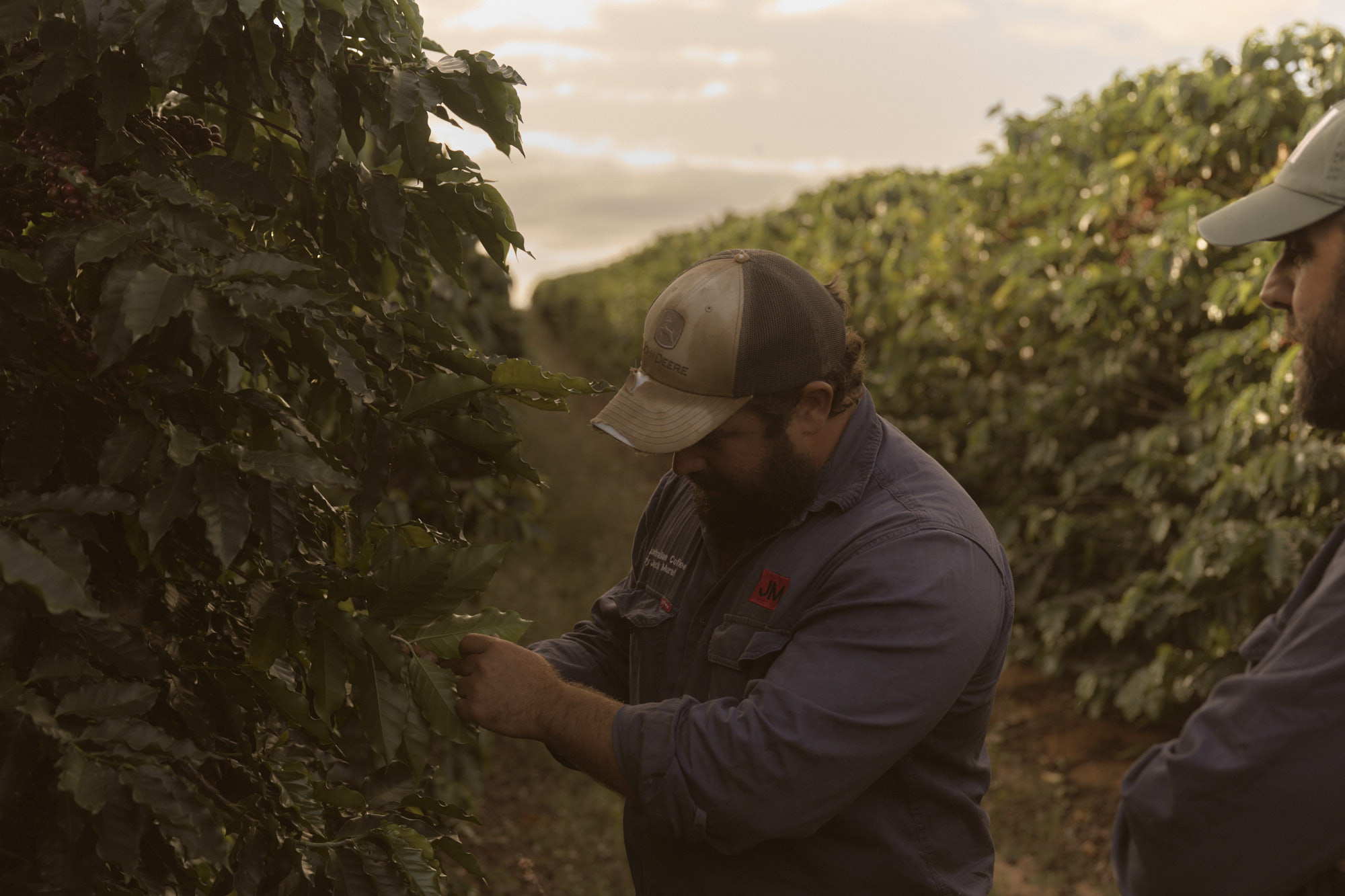 abc.net.au - ABC News - Australian growers aim for 'specialty coffee' status as price of international beans rises