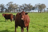 Cattle in field GS WA
