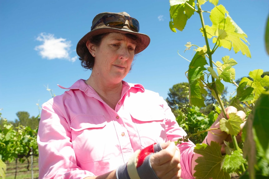 Viticulture consultant Liz Riley examines vineyard