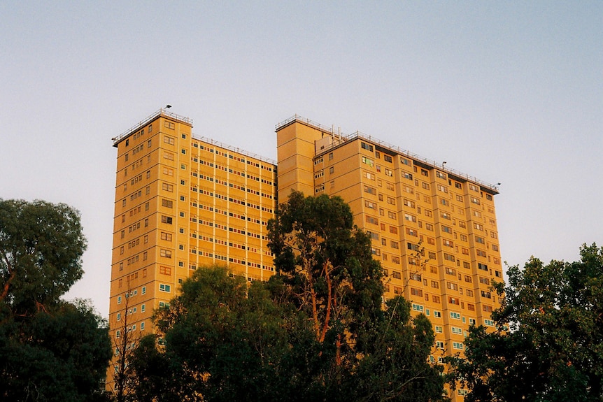 Against a pale blue sky, you view a public housing tower bathed in golden light behind large trees.