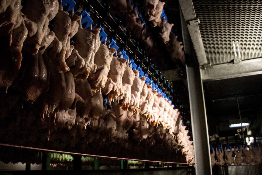 Chickens on conveyer belt at Hazeldene's in central Victoria