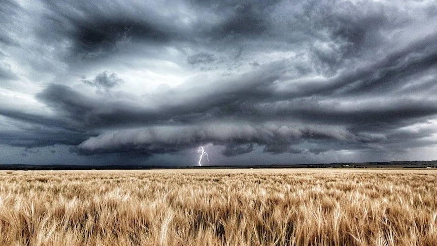 A photograph of a large lightning storm over a wheat field with lightning stiking down in the distance.