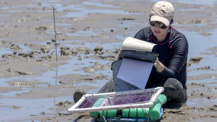 The team collects meticulous measurements for sampling