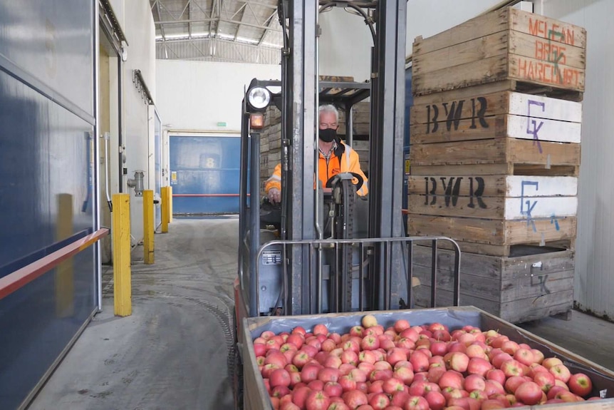 A man is driving a forklift filled with apples