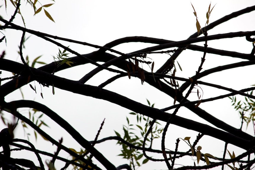 Branches of a tree silhouetted against a sky Ausnew Home Care, NDIS registered provider, My Aged Care
