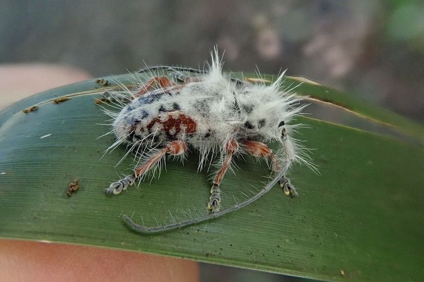 A black and red beetle covered in long, spiky white hairs  on a smooth green leaf.