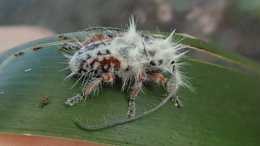A black and red beetle covered in long, spiky white hairs  on a smooth green leaf.