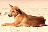 Dingo on the beach