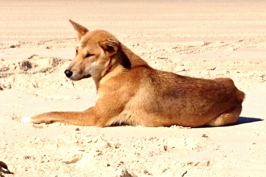 Dingo on the beach