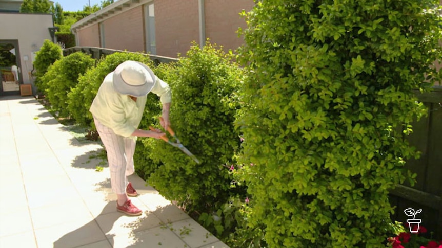 Woman wearing hat leaning down pruning a hedge