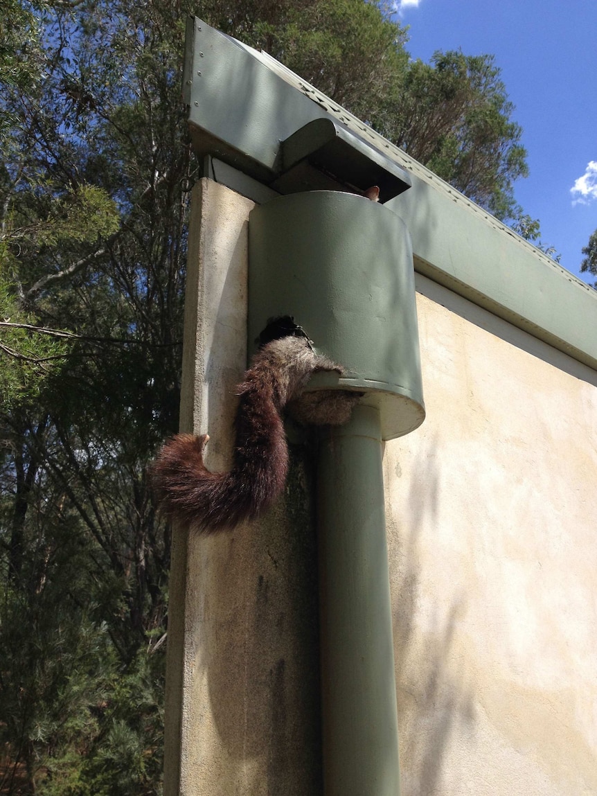 A bushy tail sticks out of a green drainpipe