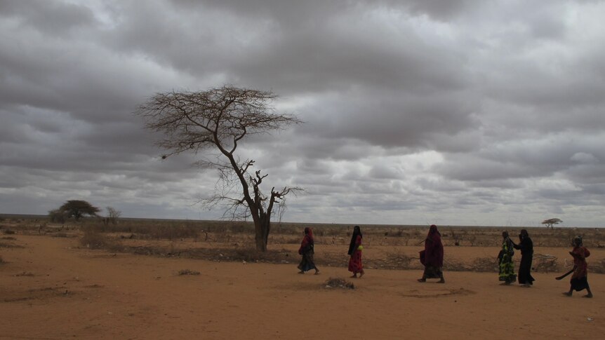 Refugees at the Dadaab refugee camp in Kenya set off from the outskirts of the complex to collect wood.