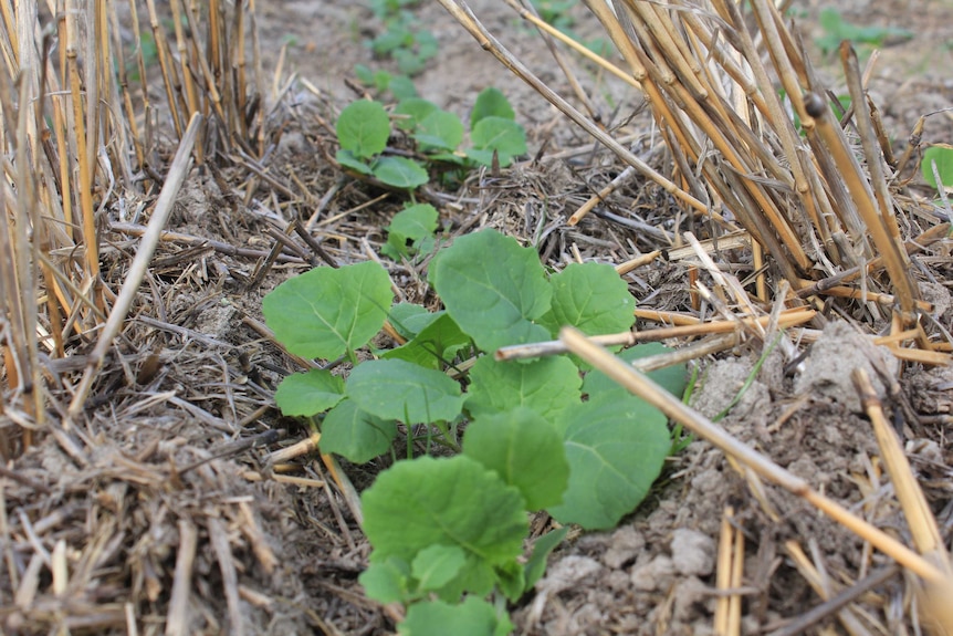 A close up of leafy green seedlings in dry ground.