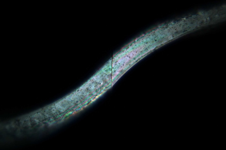 A polarised strand of a fibre lit up on a black background.
