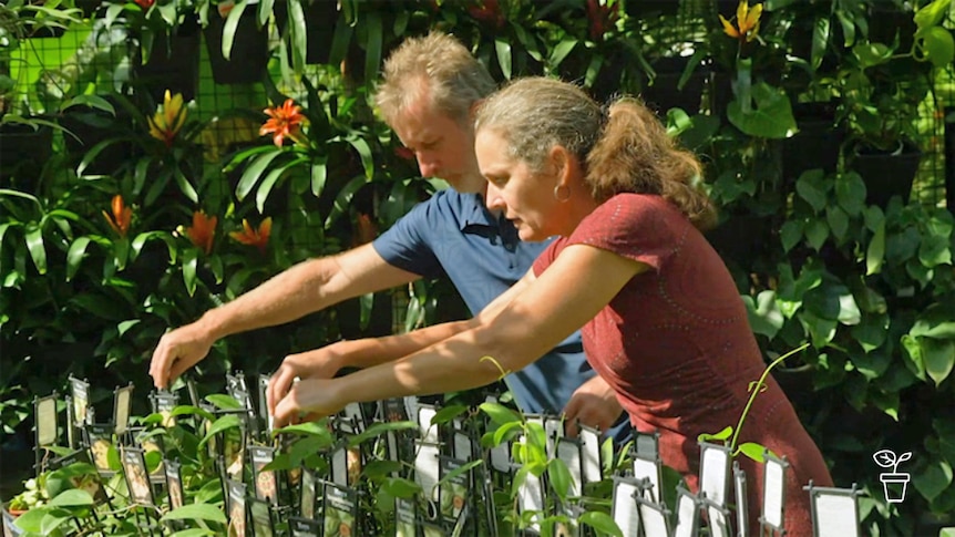 Man and a woman outside tending to nursery plants on a table