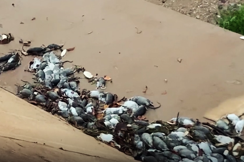 the bodies of dead rats washed up on a foreshore