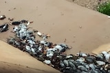 the bodies of dead rats washed up on a foreshore