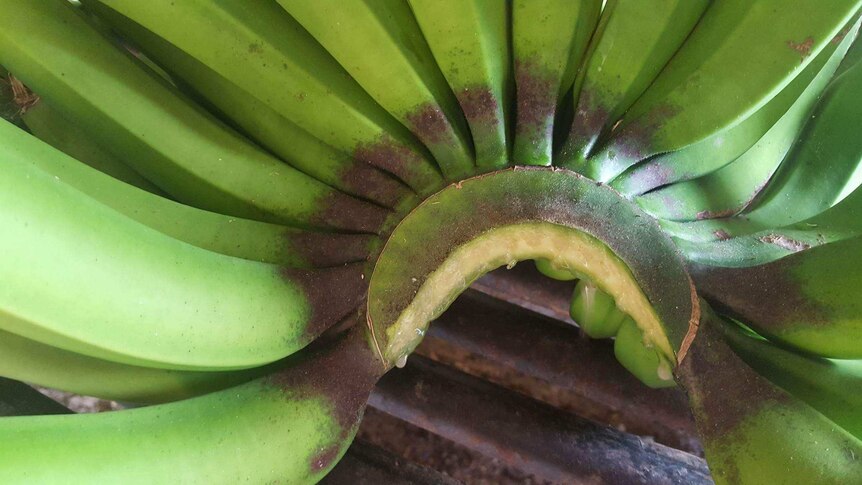 Bananas turn brown from mite damage