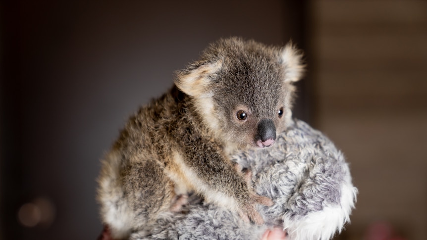 A joey being held in a hand.