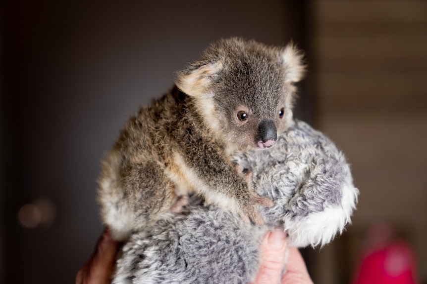 Koala joey clutching to toy.