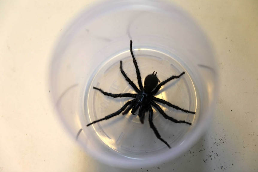 A funnel web spider inside a glass seen from above.
