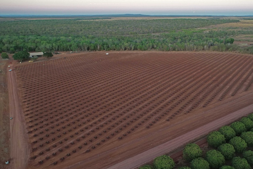 an aerial shot of 3,500 lemon trees with scrub in the background.