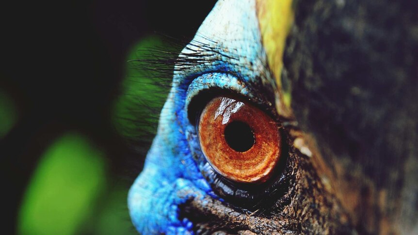 A brown, circular eye gazes out from within blue skin. The cassowary has surprisingly long eyelashes.