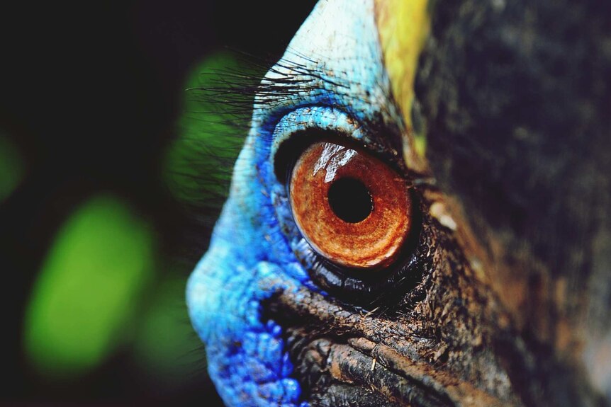 A Cassowary Eye