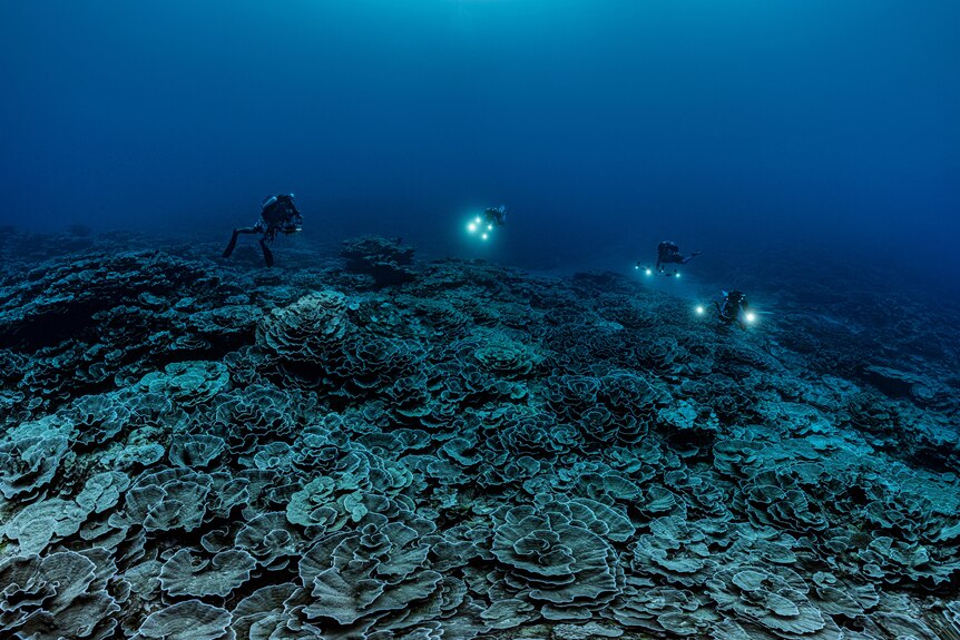 Taken underwater and from afar, four divers swim above a vast coral landscape