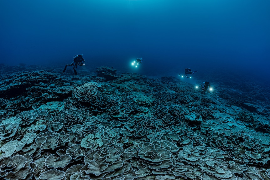 Pris sous l'eau et de loin, quatre plongeurs nagent au-dessus d'un vaste paysage corallien