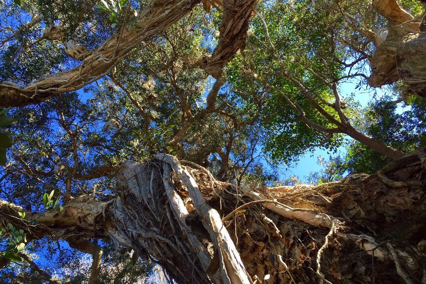 Branches of a large paperbark tree.